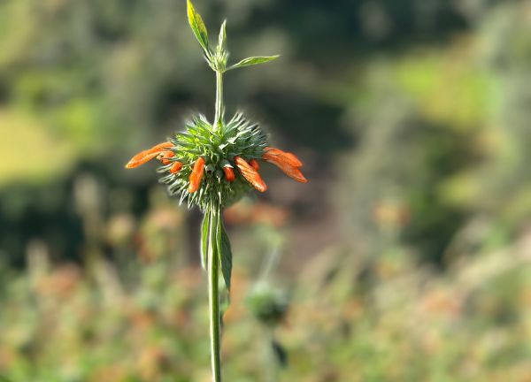 dagga wild flower petals for sales supply (leonotis leonurus) 11zon