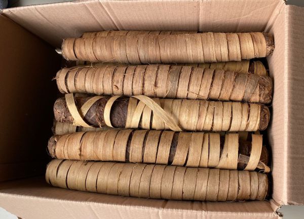 mapacho (nicotiana rustica) mazo for sales min