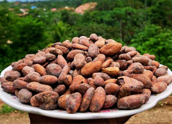 cacao theobroma cacao