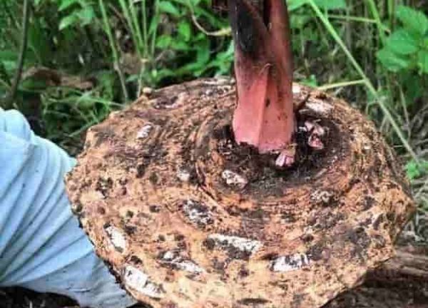 jergon sacha dracontium loretense